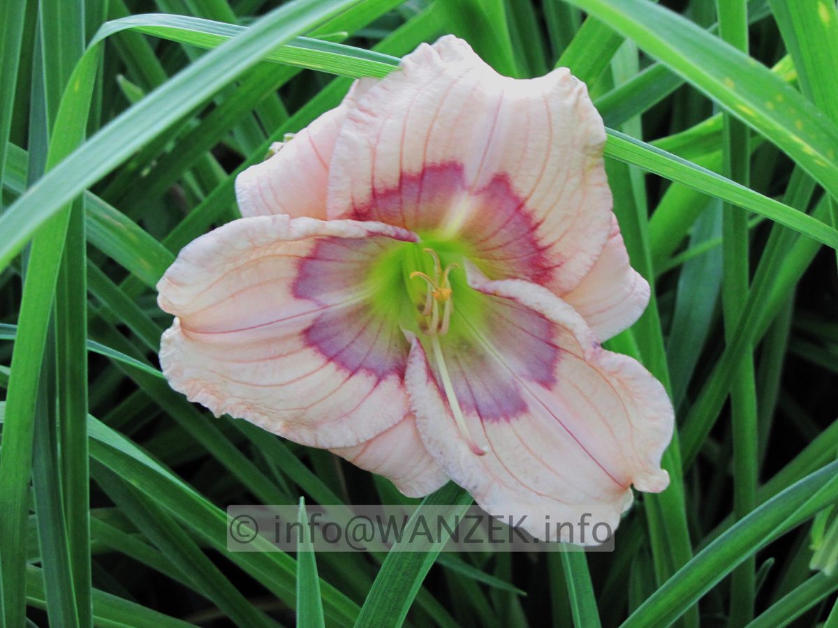 Hemerocallis Siloam David Kirk.JPG